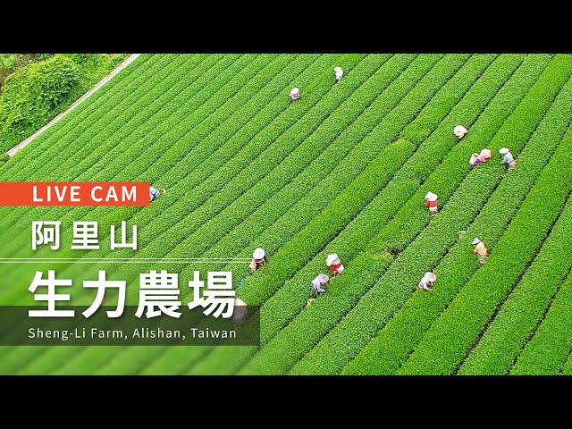 阿里山  生力農場 距離2.8公里 氣溫24.4度